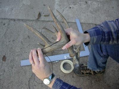 coues antler
