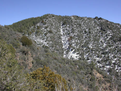 pine brush habitat