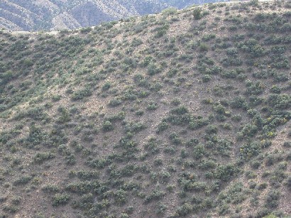 coues habitat