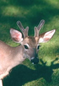 Coues buck in velvet