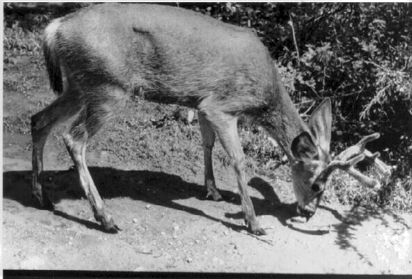 daybuck hybrid deer