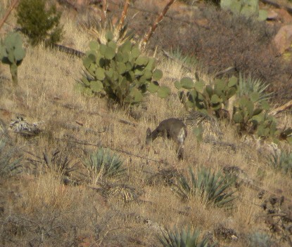 coues deer