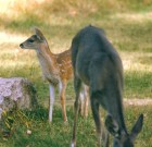 Coues Life Stages