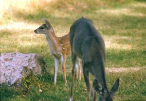 coues deer doe