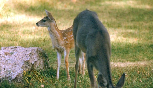 Coues Life Stages