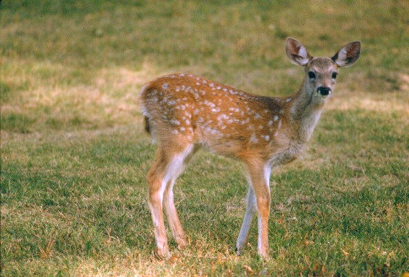 coues deer fawn