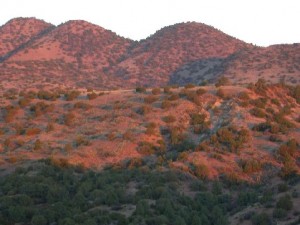 coues habitat