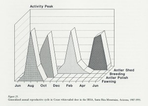 coues deer life history