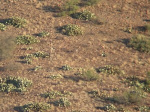 coues habitat