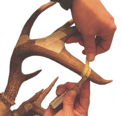 coues antler