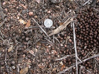 coues deer scat