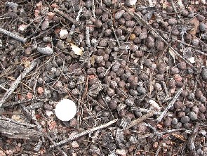 coues deer scat