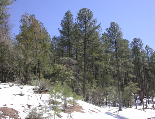 ponderosa pine