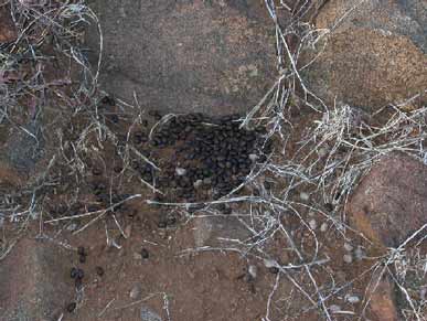 coues deer scat