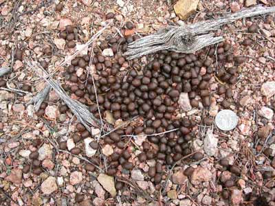 coues deer scat