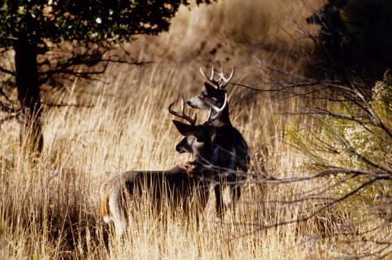 coues deer