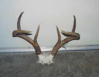 coues rack