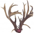 World-Record Non-Typical Coues Deer
