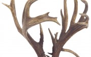 World-Record Non-Typical Coues Deer