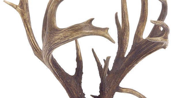 World-Record Non-Typical Coues Deer