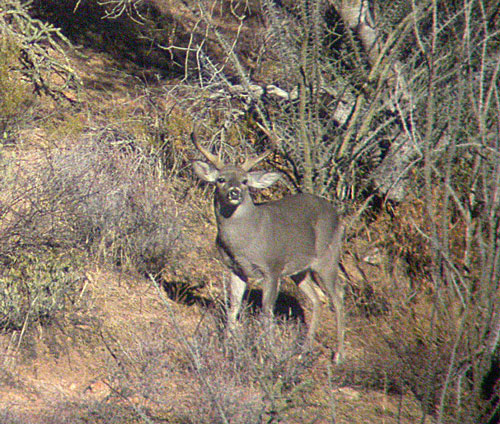 coues