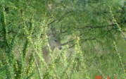 Danny Howard: Spotting scope buck