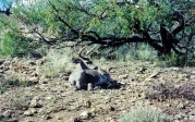 Danny Howard: Bedded buck