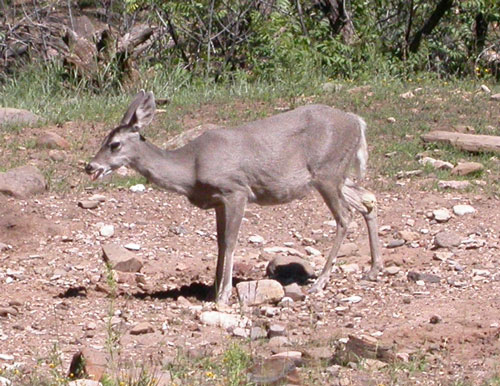 coues deer