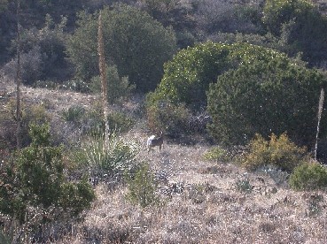 coues