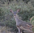 Darren Freestone: Apache Lake doe