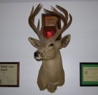 My Father’s Trophy