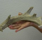 Matt Hopkins Coues Shed Antler 1995