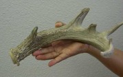 Matt Hopkins Coues Shed Antler 1995