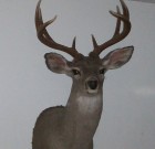 My first whitetail buck