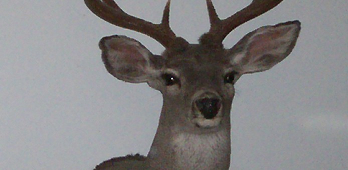 My first whitetail buck