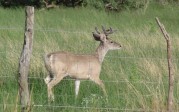 Mike Barnacastle: Fenceline buck