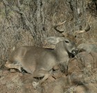 Arizona Coues Deer Hunt—HIGH NOON ENCOUNTER