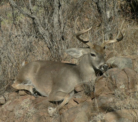 coues