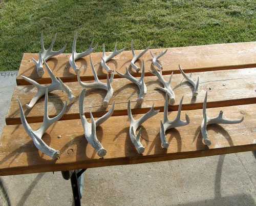 coues deer shed antler