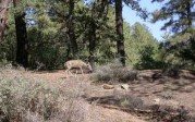 Pinal Coues doe