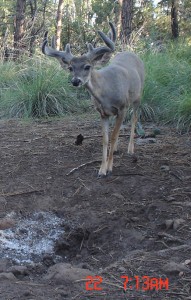 coues