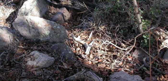 Why Shed Hunt