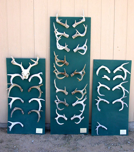 coues deer sheds