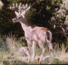 Huge NM Coues deer