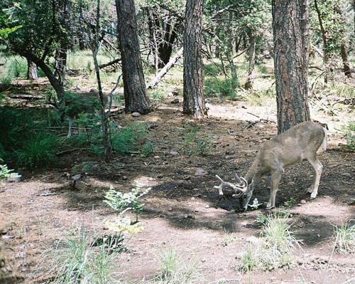 coues deer