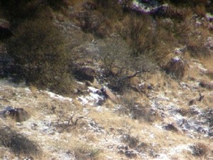 coues deer