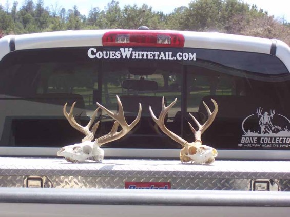 coues deer sticker