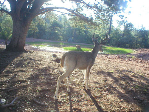 coues deer