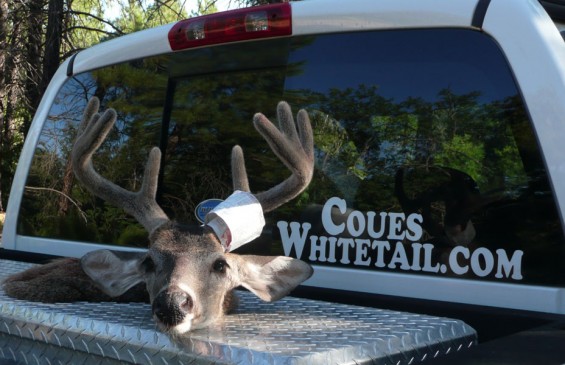 coues deer in velvet