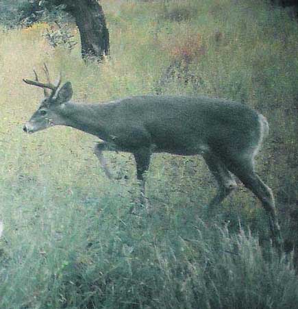 coues deer